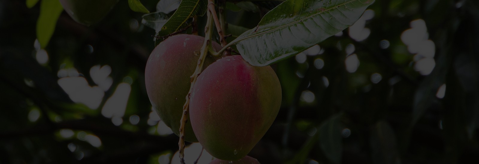 Brazilian mango export background